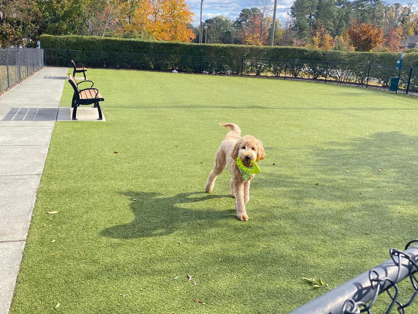 1005 Saffron Loop Durham, NC 27713 - Photo 25 of 26 a view of a swimming pool