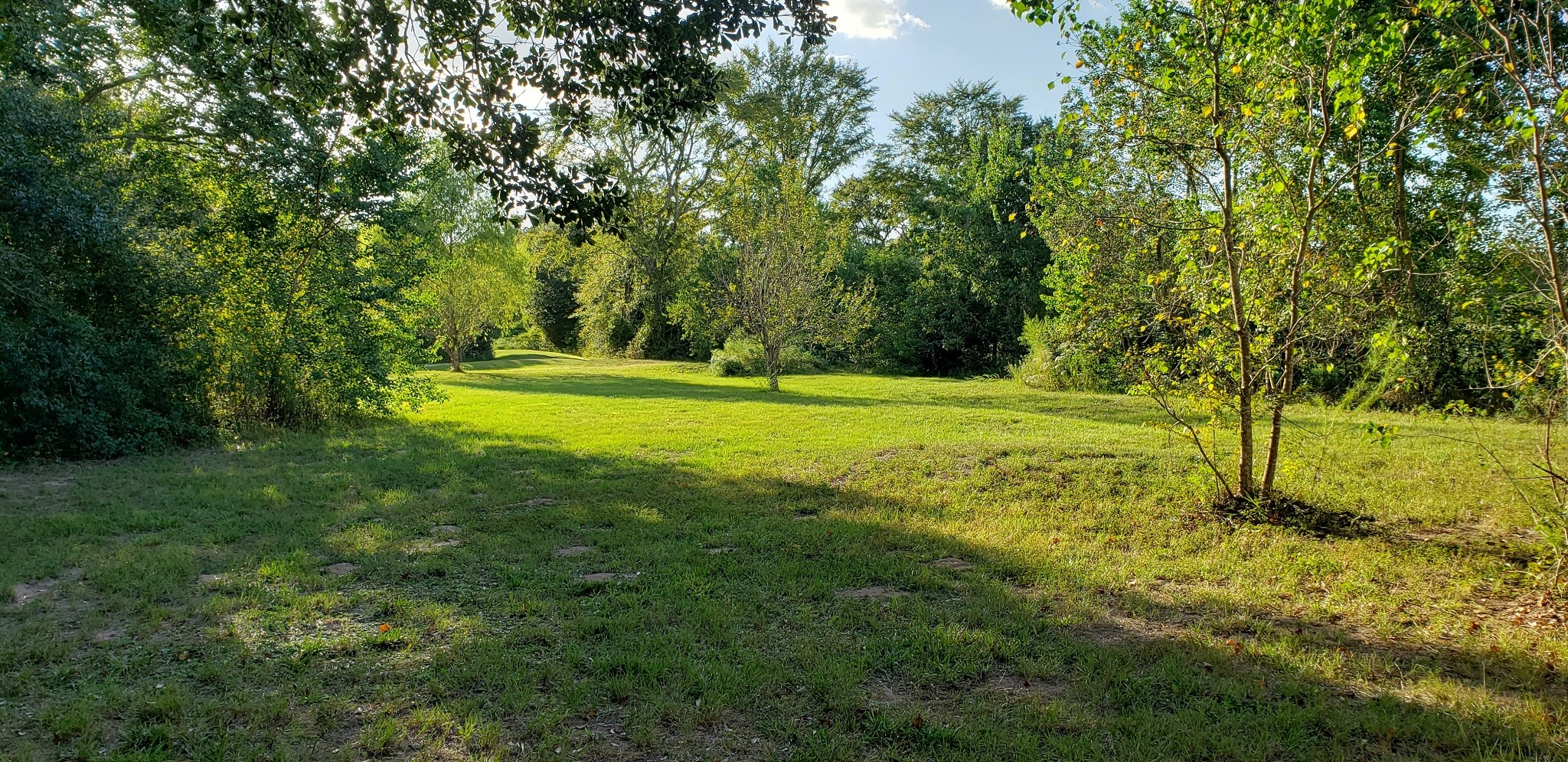 23310 Margerstadt Road Hockley, TX 77447 - Photo 11 of 42 a view of a yard with a trees