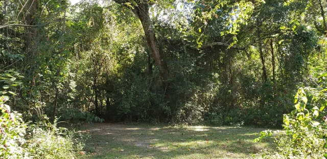a view of a forest filled with trees