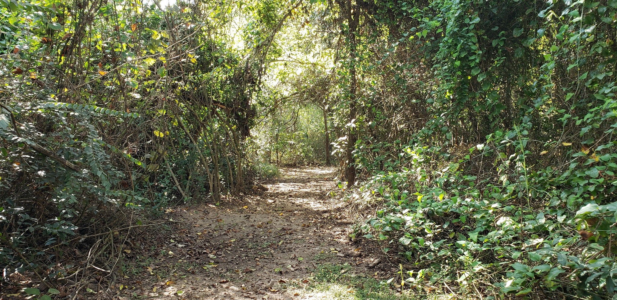 23310 Margerstadt Road Hockley, TX 77447 - Photo 15 of 42 a view of a yard with a tree