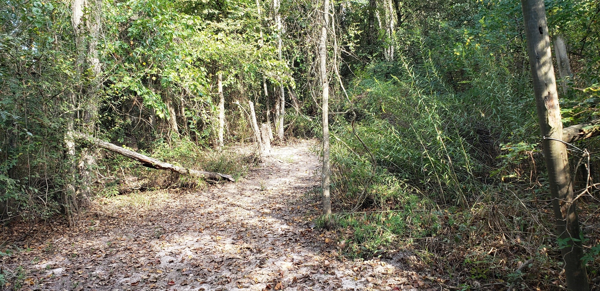 23310 Margerstadt Road Hockley, TX 77447 - Photo 16 of 42 a view of a forest filled with trees
