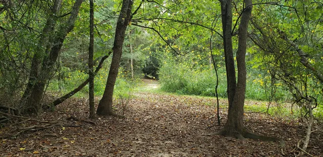 a view of a forest with trees in the background