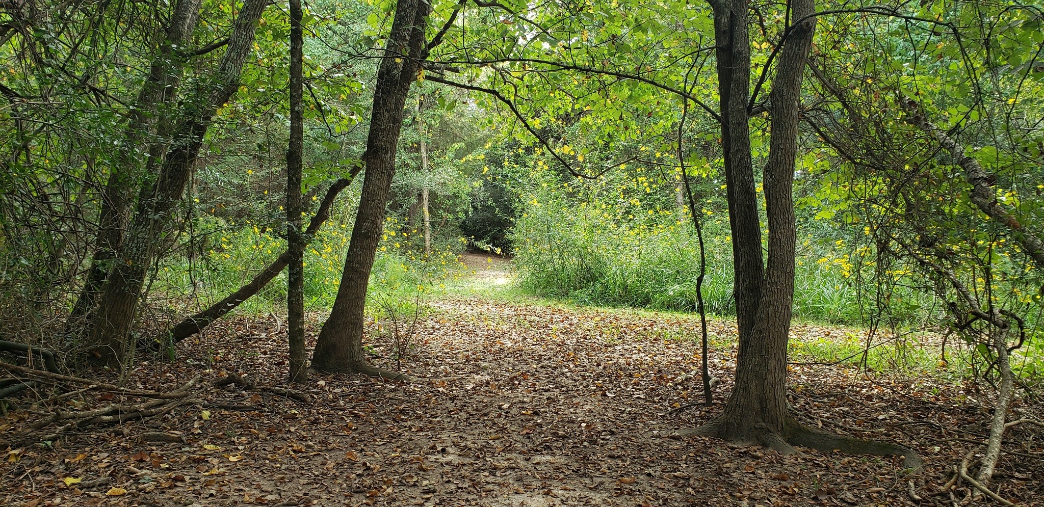 23310 Margerstadt Road Hockley, TX 77447 - Photo 17 of 42 a view of a forest