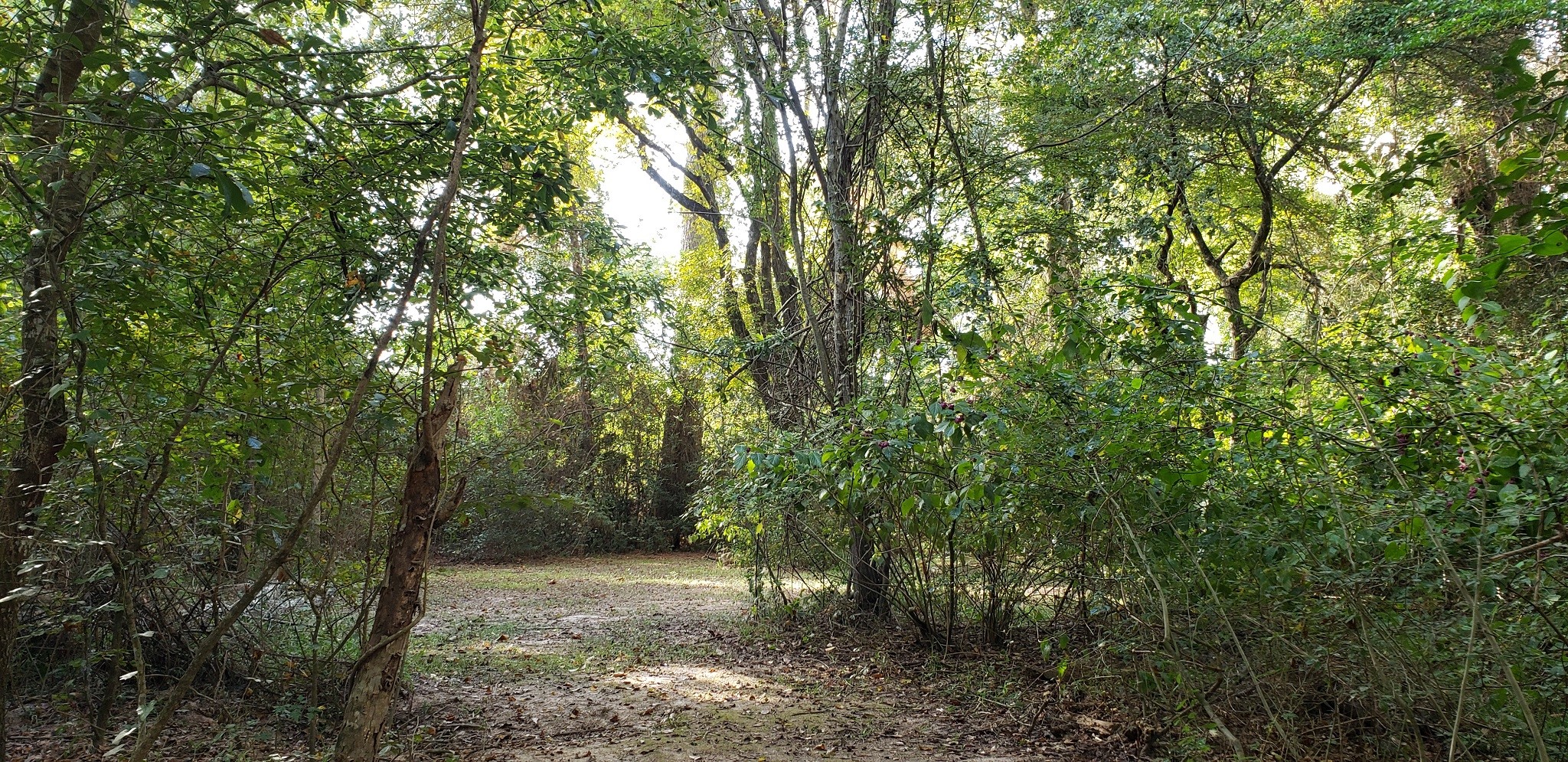 23310 Margerstadt Road Hockley, TX 77447 - Photo 18 of 42 a view of a forest