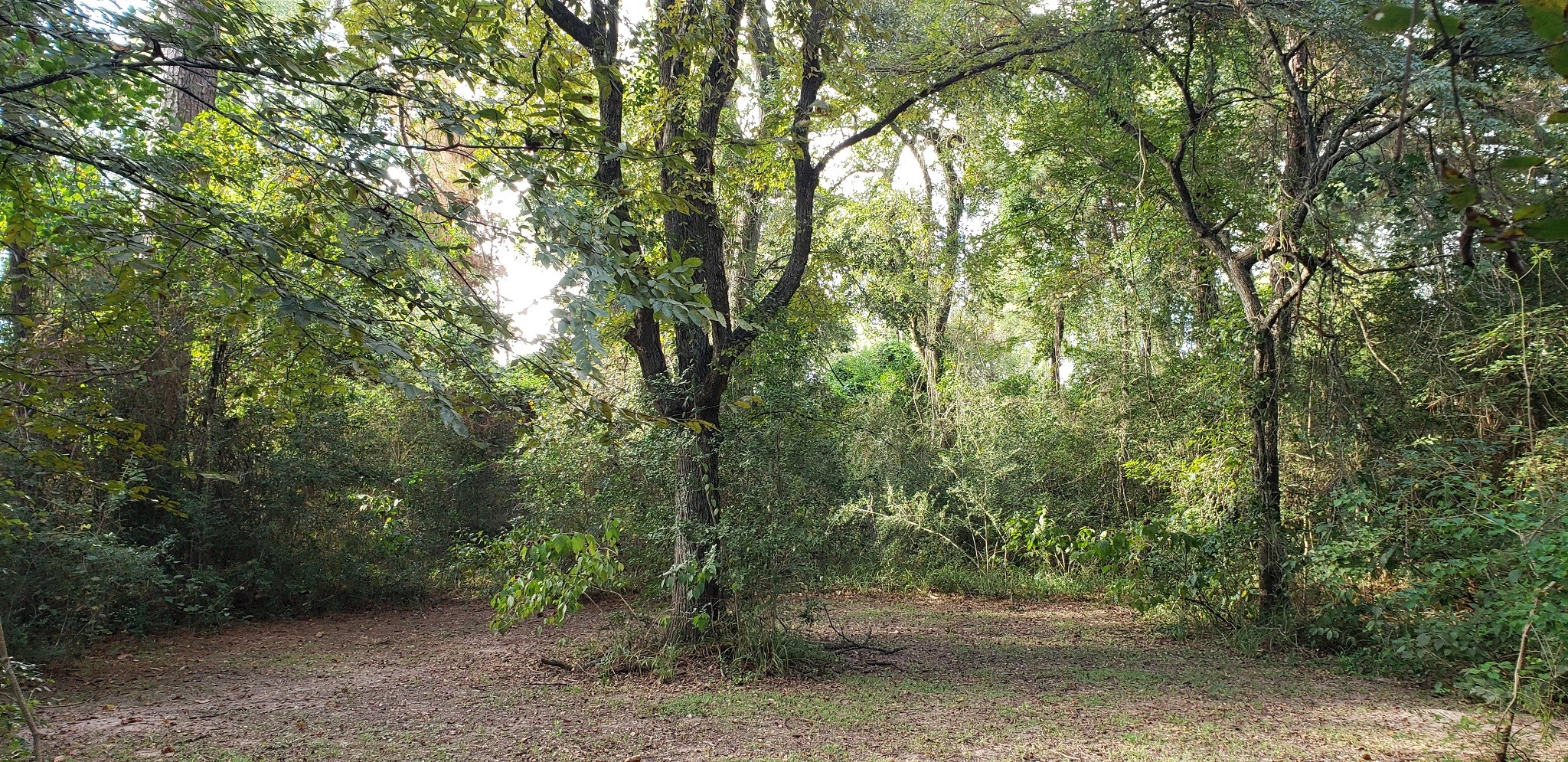 23310 Margerstadt Road Hockley, TX 77447 - Photo 19 of 42 a view of a forest with trees in the background
