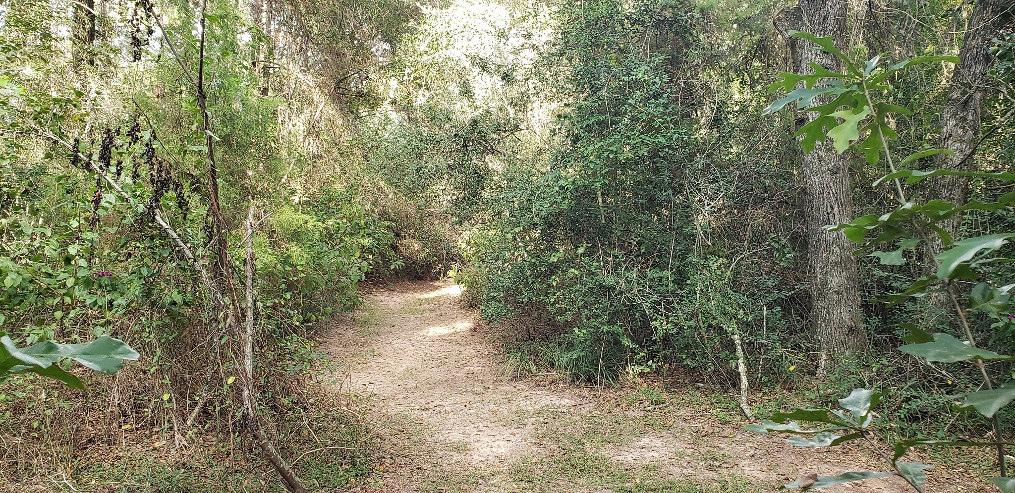 23310 Margerstadt Road Hockley, TX 77447 - Photo 20 of 42 a view of forest