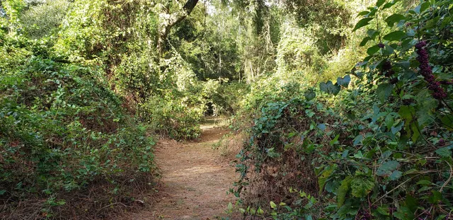 a view of a yard with plants and tree