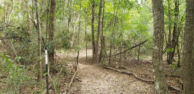a view of a forest with trees in the background