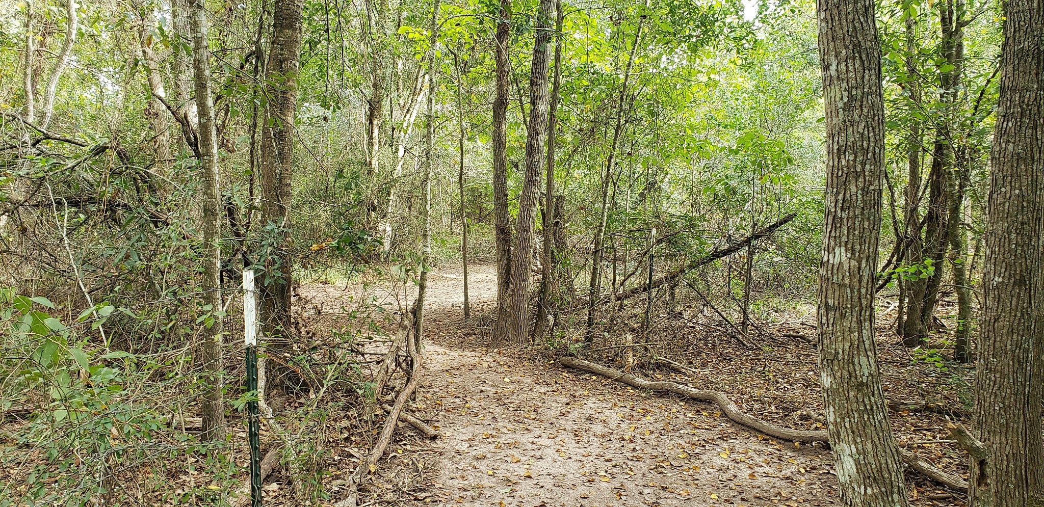 23310 Margerstadt Road Hockley, TX 77447 - Photo 22 of 42 a view of a yard with plants and trees