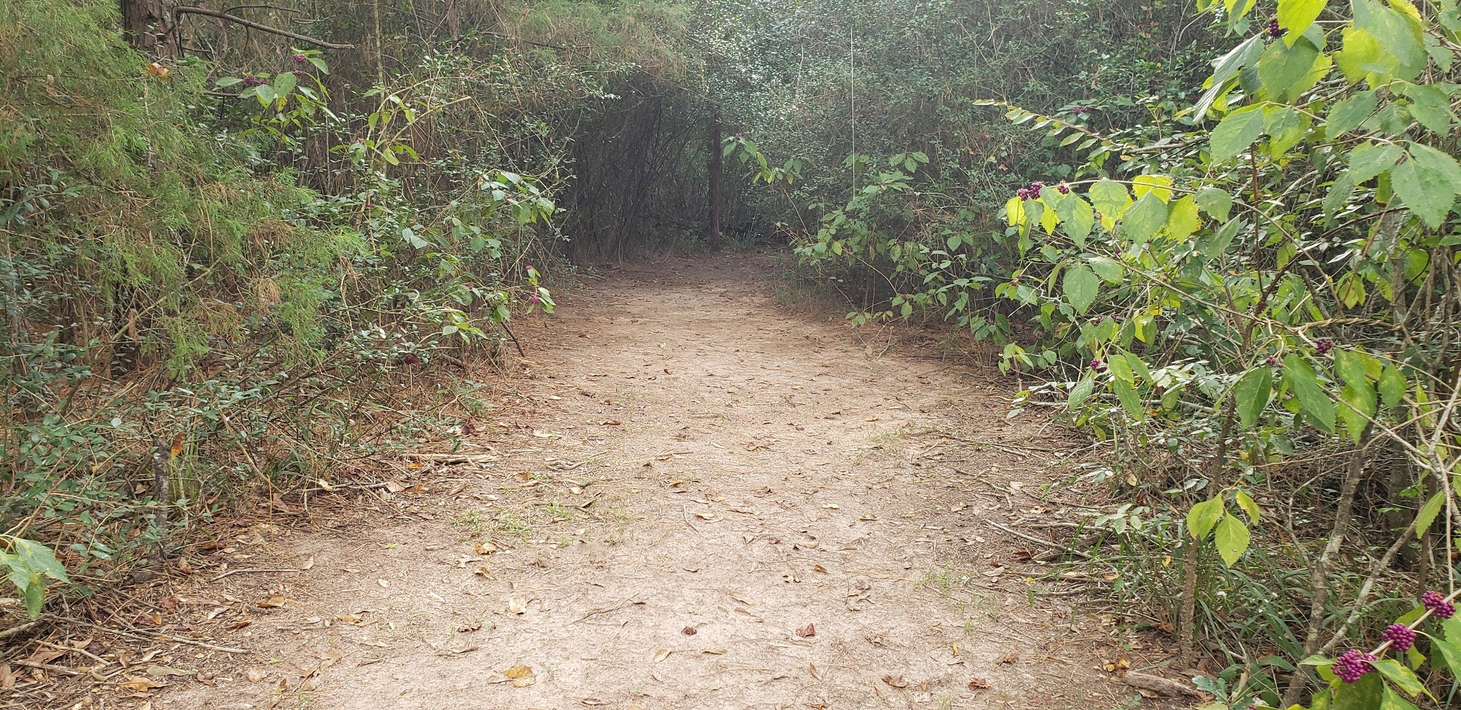 23310 Margerstadt Road Hockley, TX 77447 - Photo 23 of 42 a view of a yard with plants and tree
