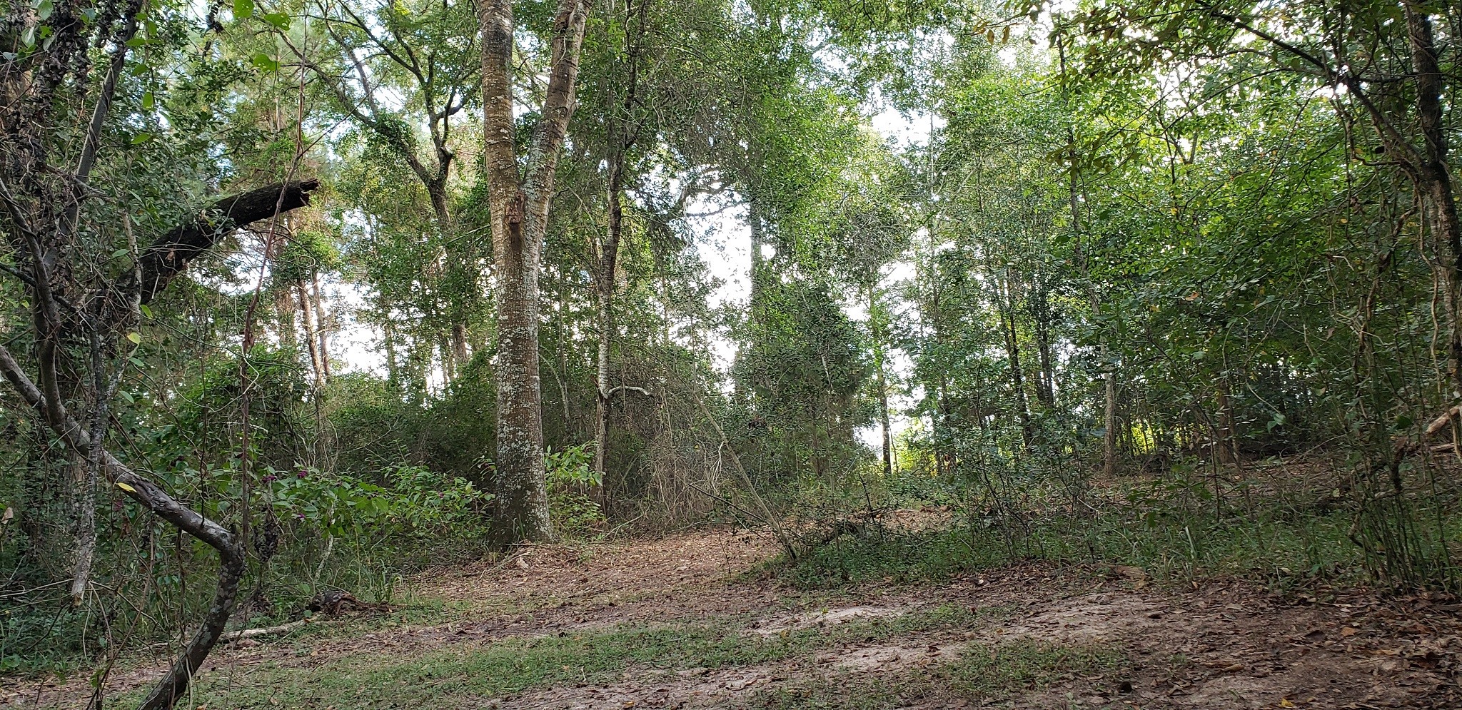 23310 Margerstadt Road Hockley, TX 77447 - Photo 24 of 42 a view of a forest with trees in the background