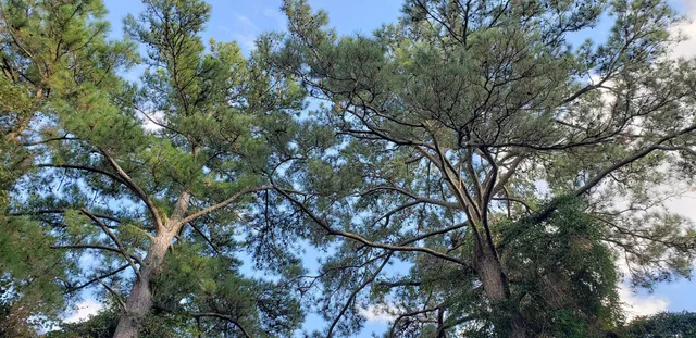 a view of a lake with a yard and large trees