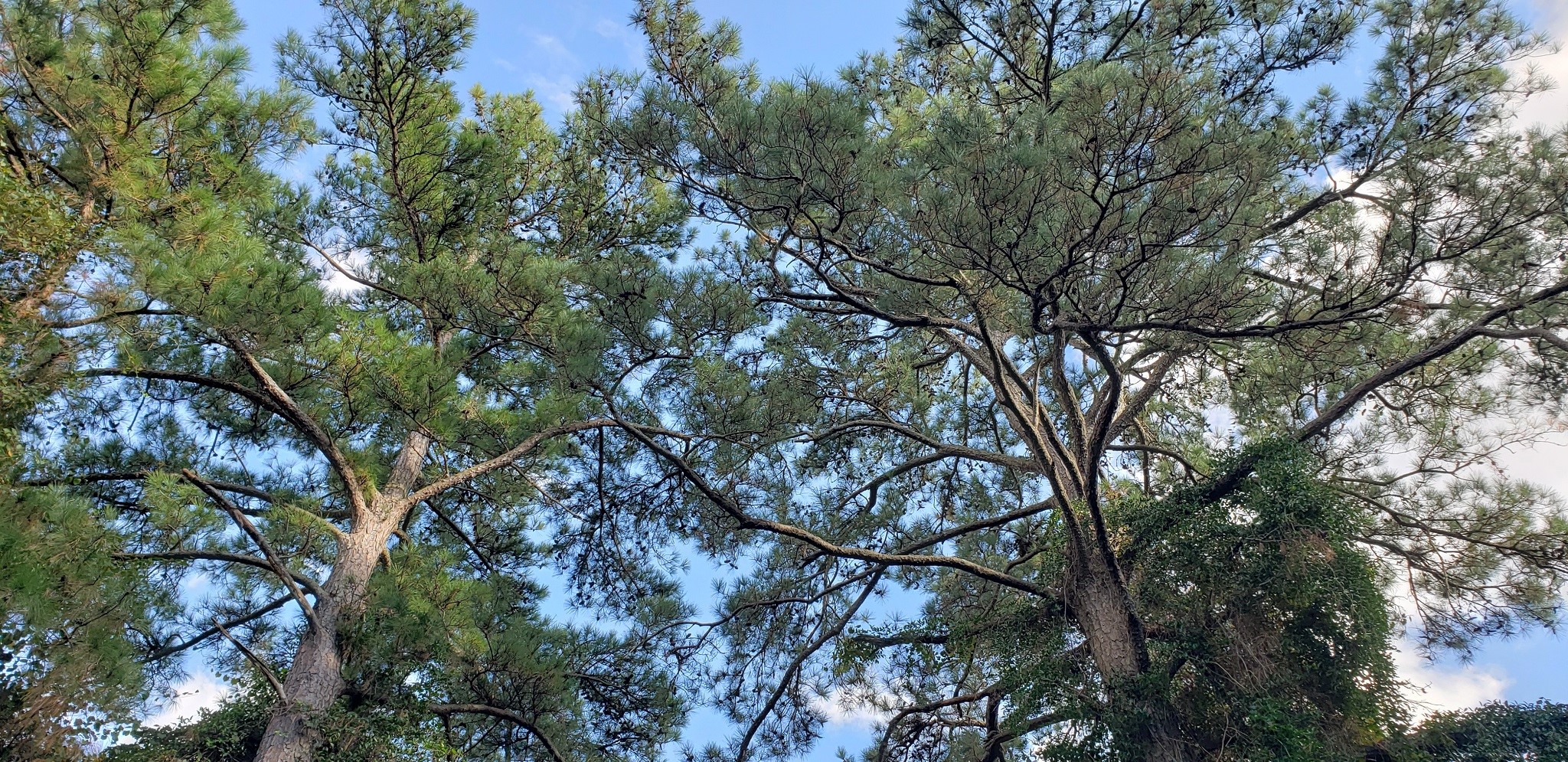 23310 Margerstadt Road Hockley, TX 77447 - Photo 25 of 42 a picture of tree