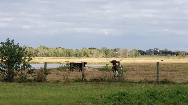 a view of a garden with a tree