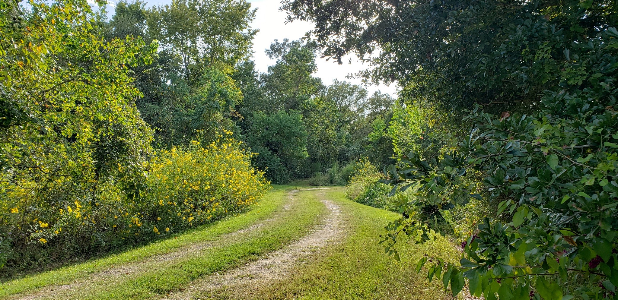 23310 Margerstadt Road Hockley, TX 77447 - Photo 5 of 42 a view of a yard with a tree