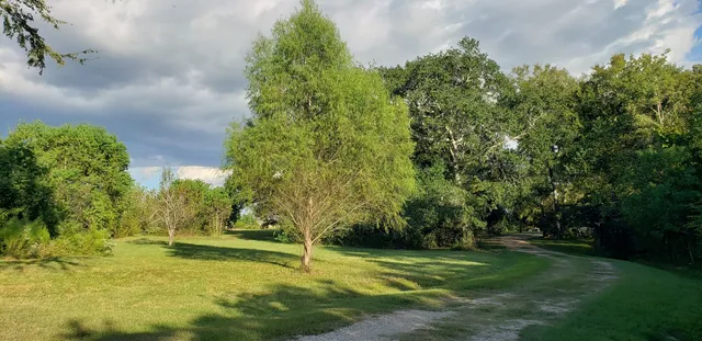 a view of an trees with a yard