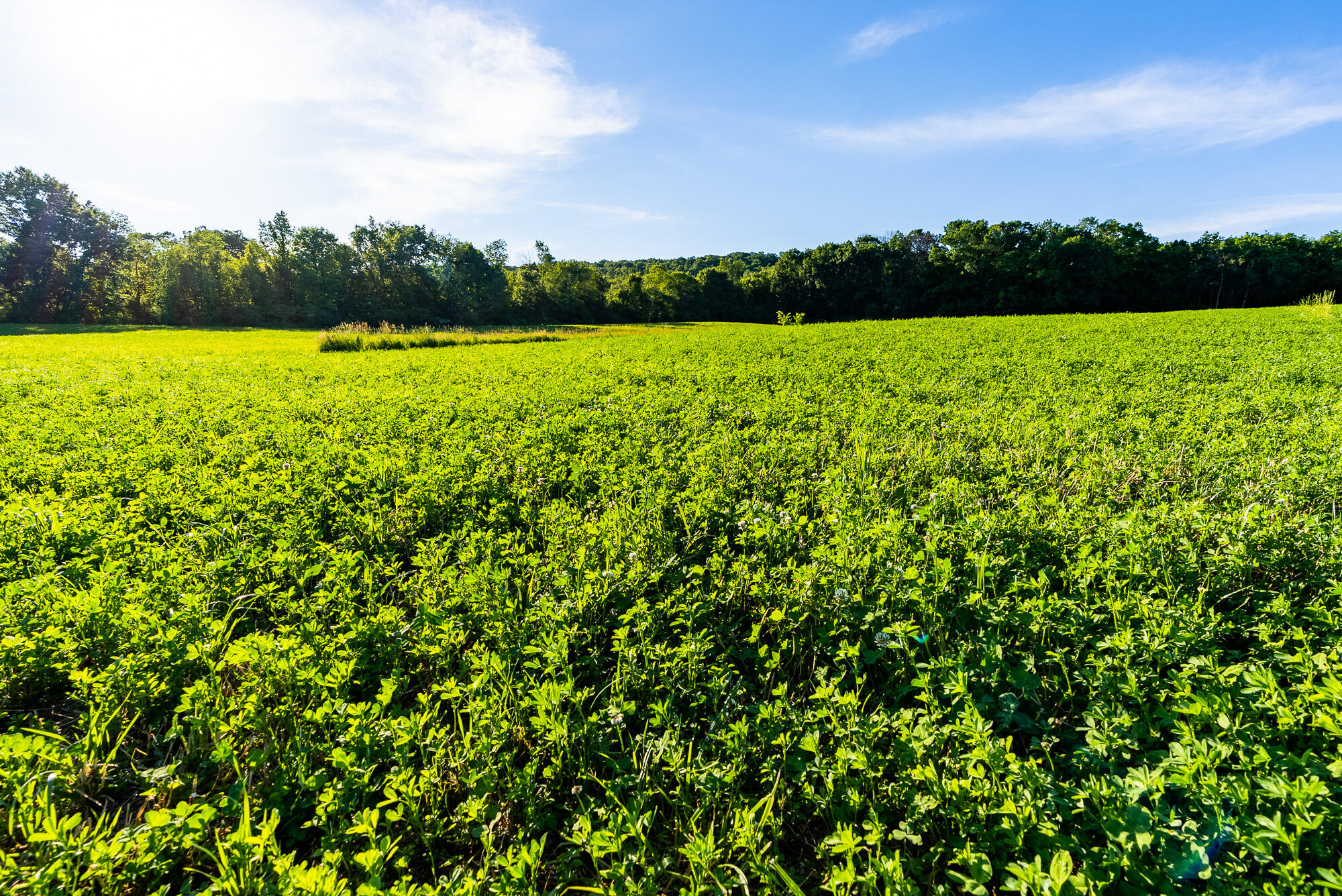 Lt0 Denzer Road North Freedom, WI 53951 - Photo 33 of 68 Sauk-County-WI-54-Acres-Land-For-Sale-33