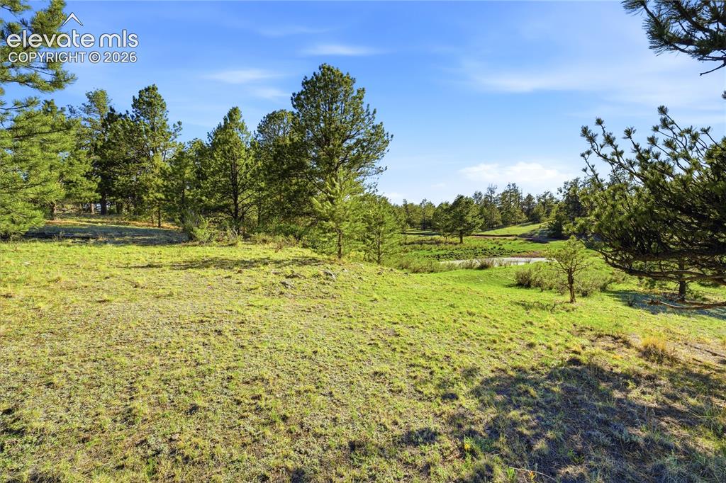 Doe Valley Road Guffey, CO 80820 - Photo 8 of 19 Expansive green space featuring scattered mature pine trees, a natural pond, and gently rolling topography under a clear sky