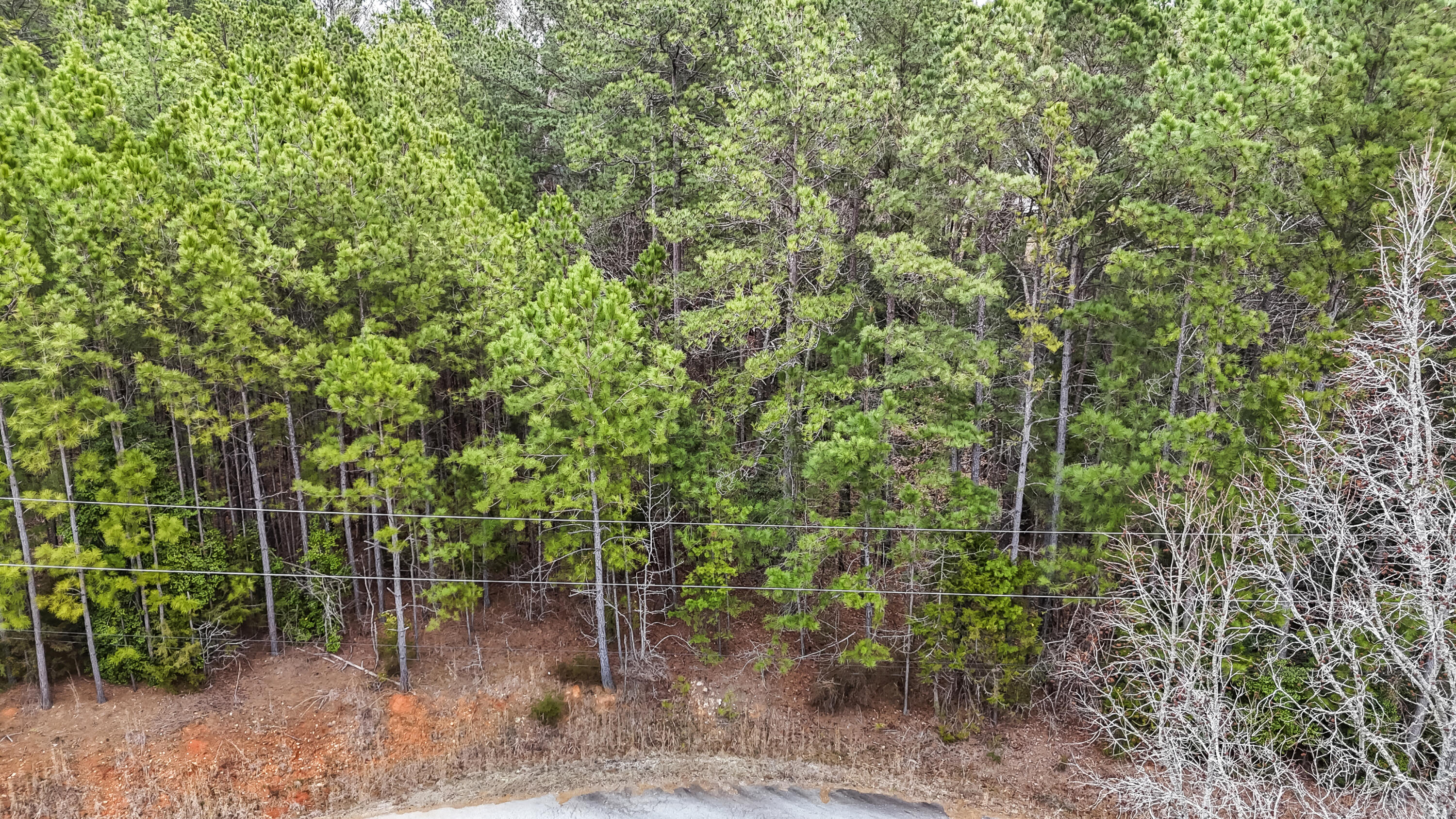0 Twin Ponds Road Newberry, SC 29108 - Photo 6 of 19