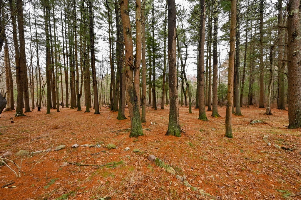 115 Brook Bend Road Hanover, MA 02339 - Photo 39 of 42 a backyard of a house with lots of tall trees