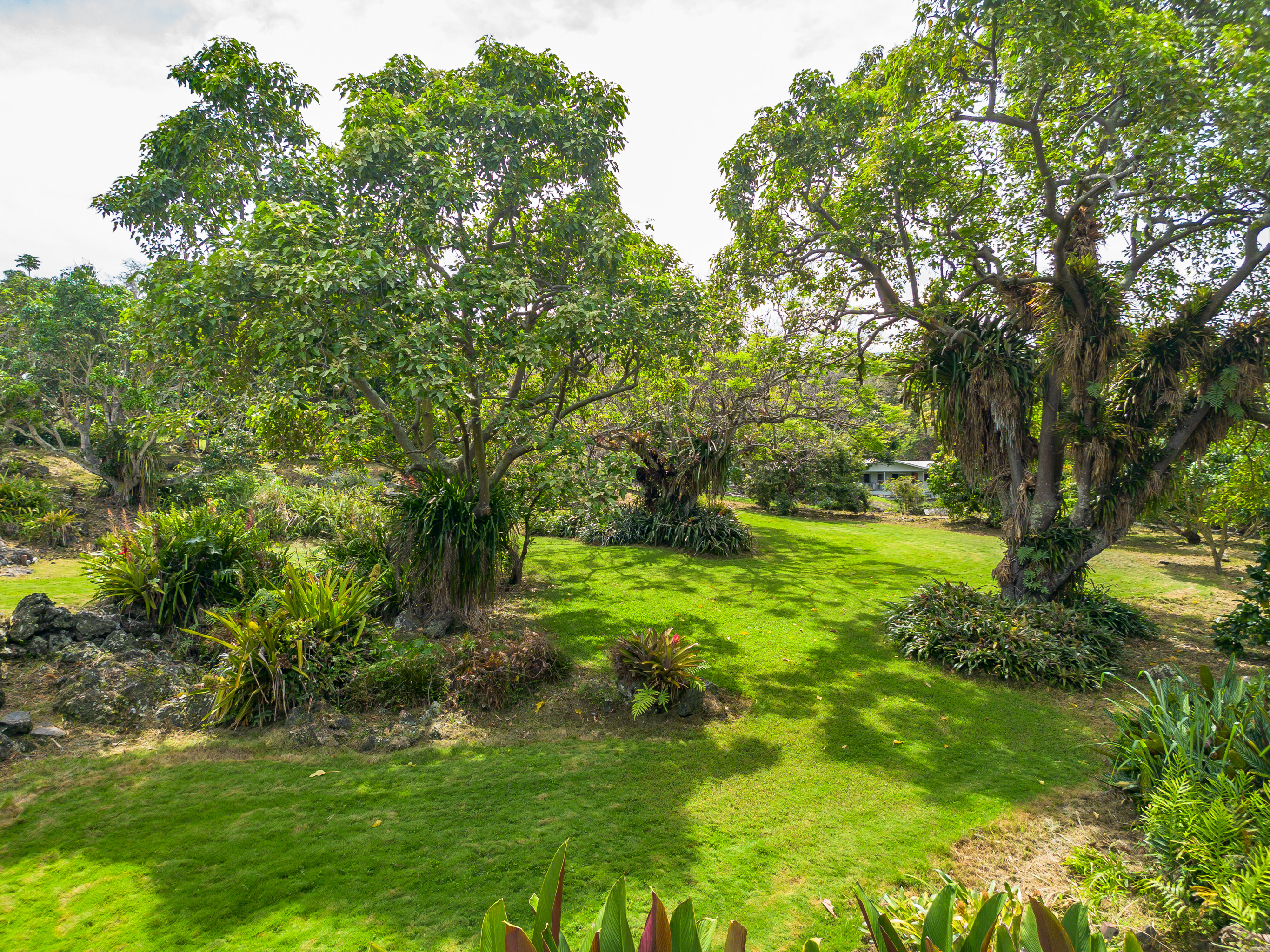86-4190 Hookena Beach Road Captain Cook, HI 96704 - Photo 22 of 30 a big yard with lots of green space and trees