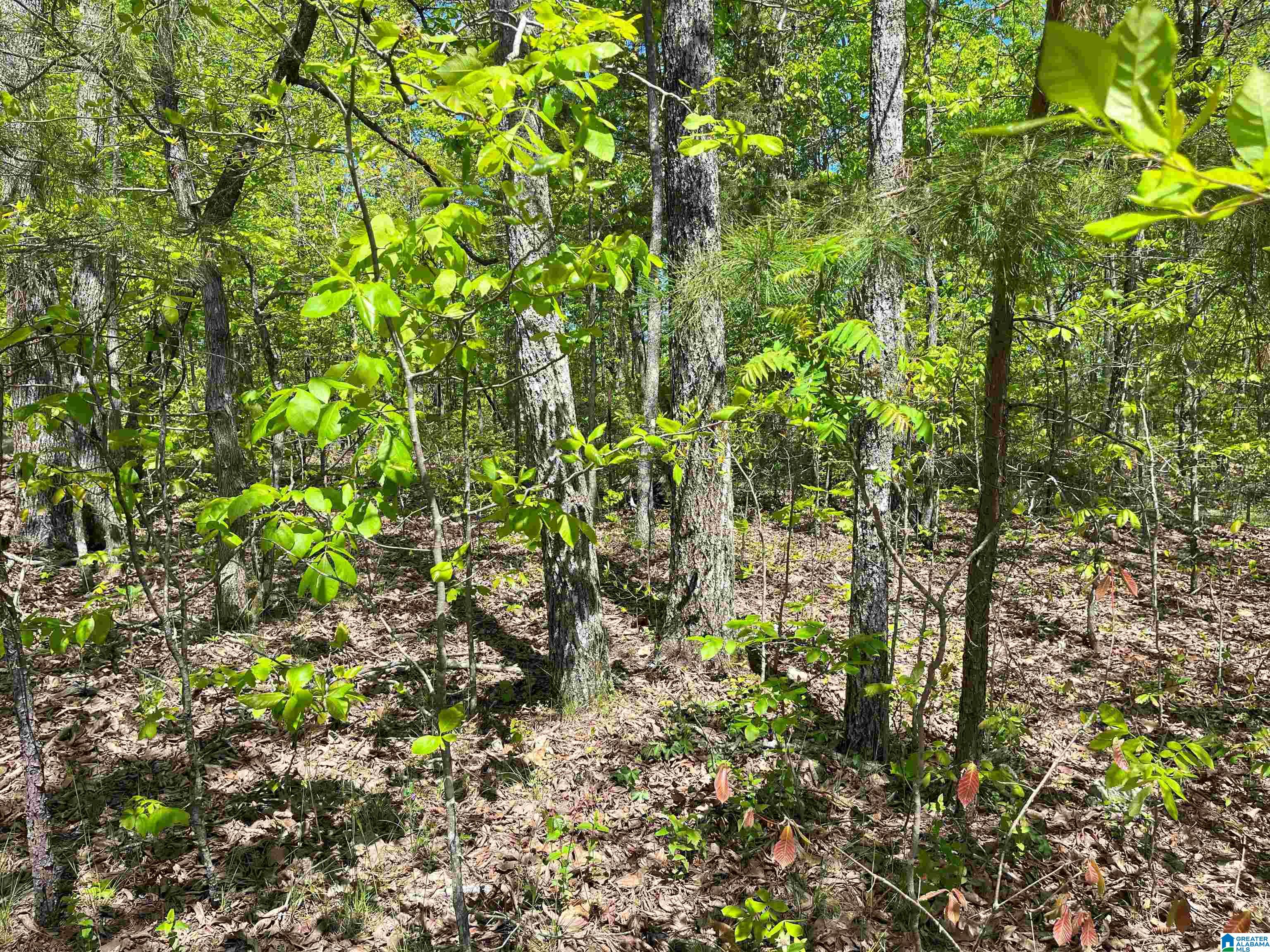 0 Katy Circle, Unit 24 Springville, AL 35146 - Photo 2 of 5