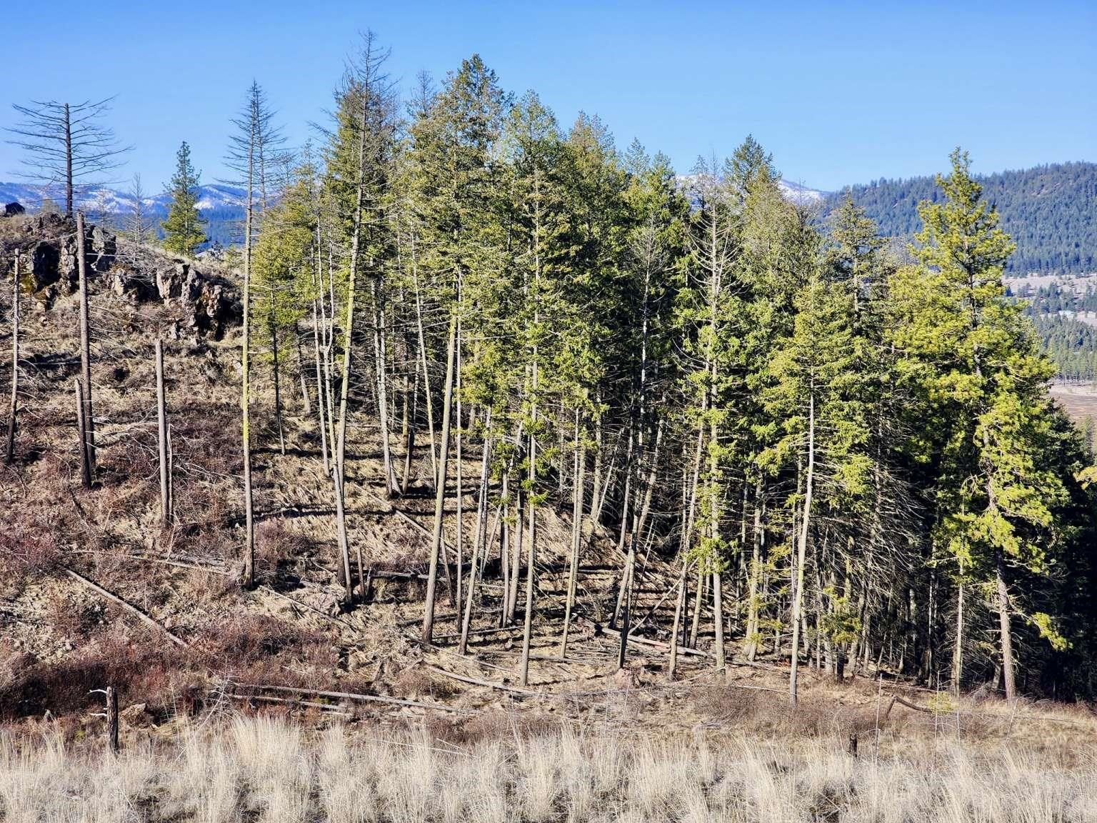 0 Carpenter Road Fruitland, WA 99129 - Photo 20 of 43