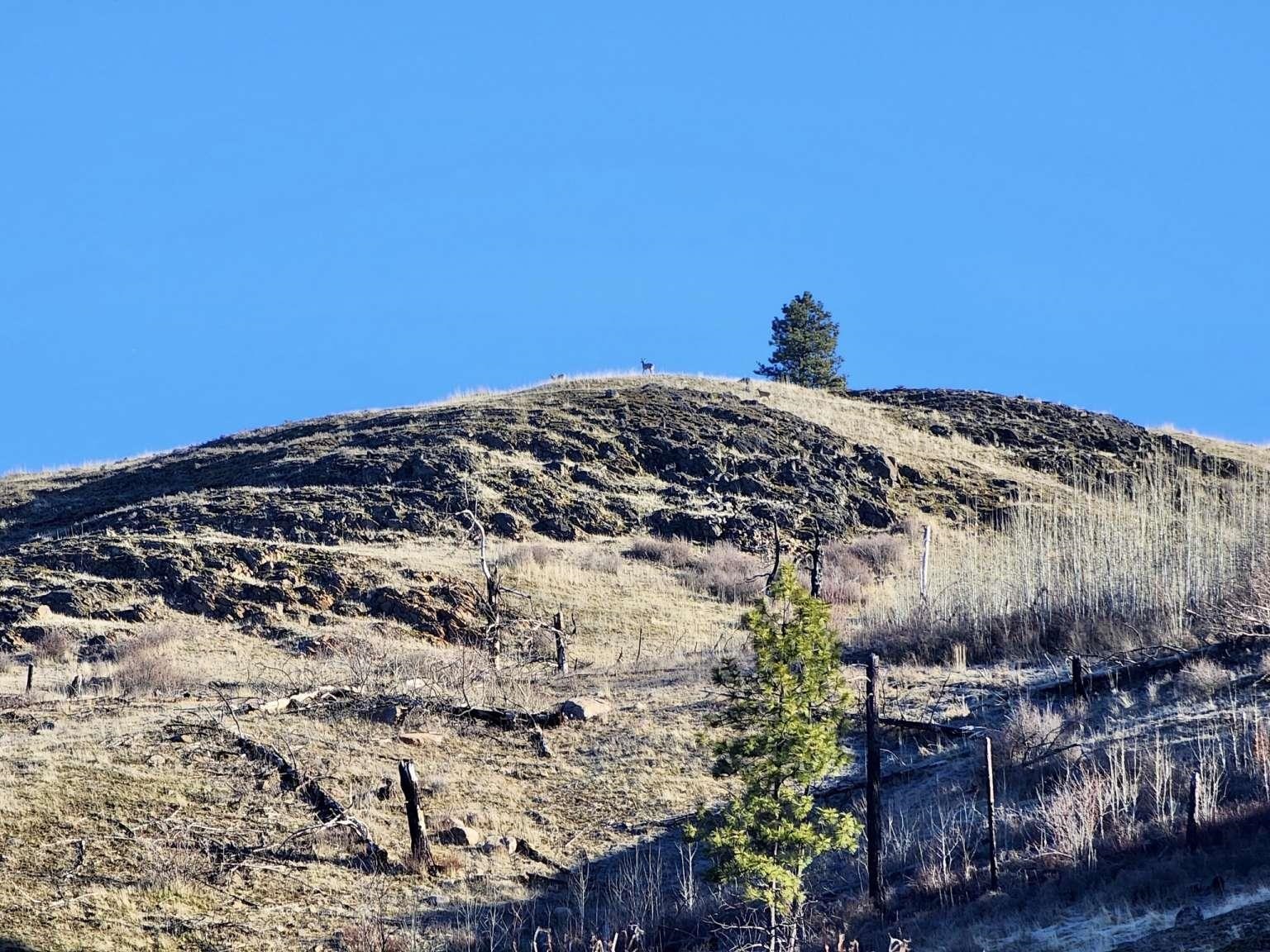 0 Carpenter Road Fruitland, WA 99129 - Photo 26 of 43