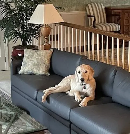 a living room with furniture and a couch