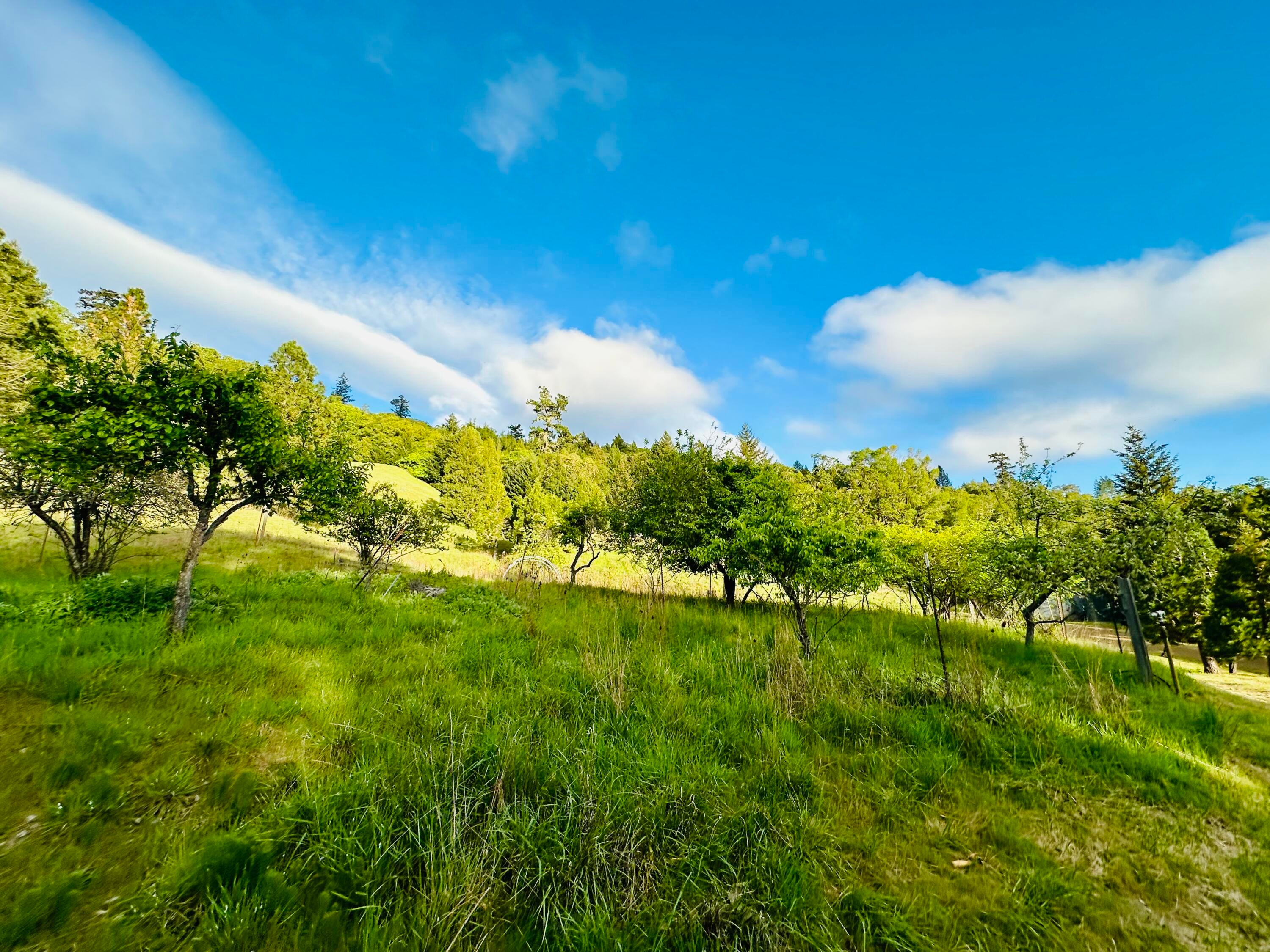 230 Homestead Road Garberville, CA 95542 - Photo 52 of 63 Gallery Image 52