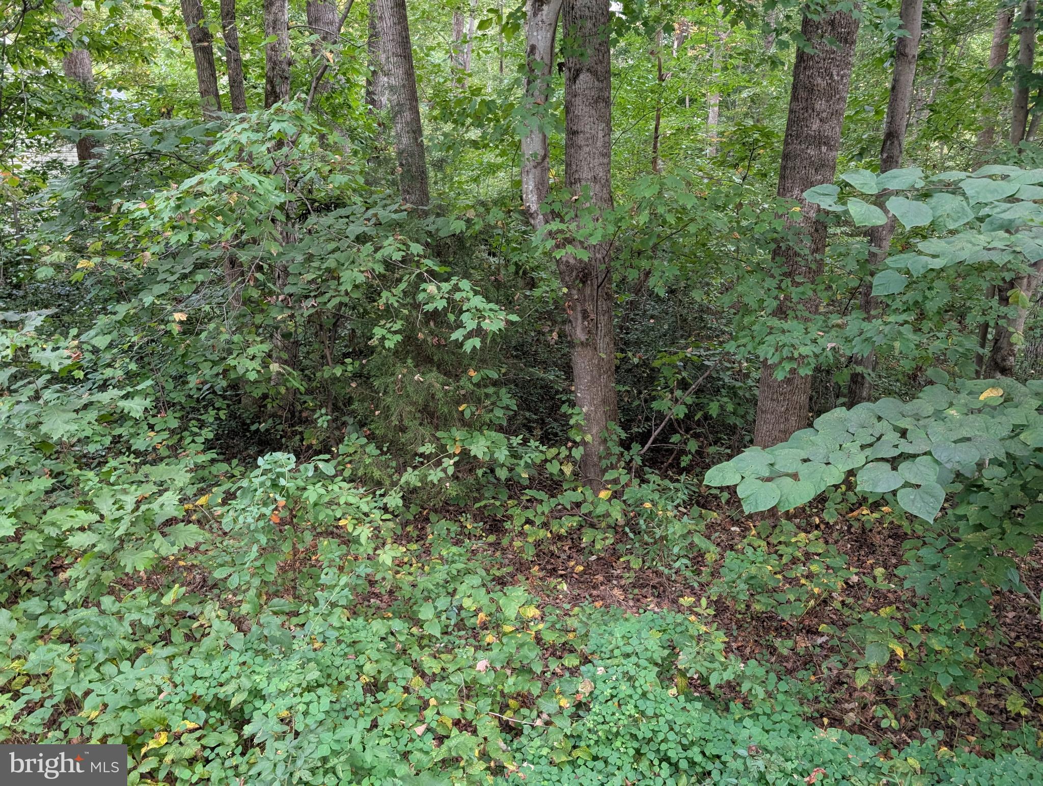 203 Battlefield Road Locust Grove, VA 22508 - Photo 4 of 13 VIEW OF 203 BATTLEFIELD LOT