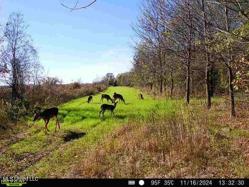 West Mound Bayou Road Mound Bayou, MS 38762 - Photo 48 of 56 860516065192886-100-4-11162024133230-V-W