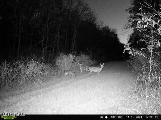 West Mound Bayou Road Mound Bayou, MS 38762 - Photo 52 of 56 868032063264208-60-4-11152024173820-V-W1