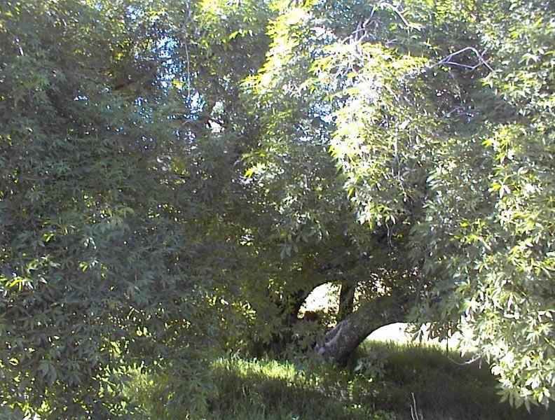 40837 Iris Road Squaw Valley, CA 93675 - Photo 31 of 38 Gallery Image 31