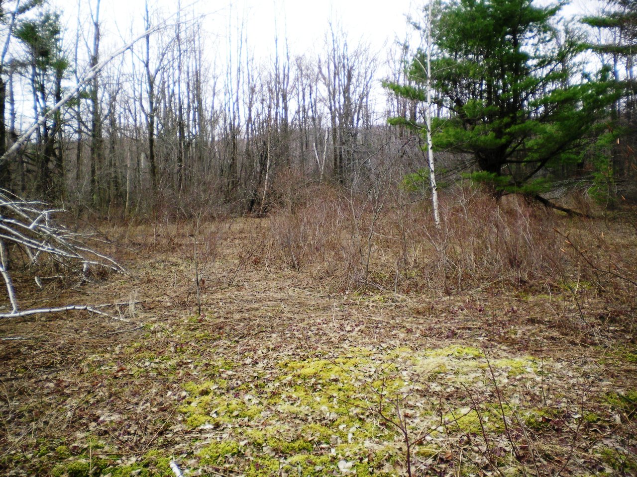 2 Kreutzer Road Peru, MA 01235 - Photo 2 of 7 a view of a dry yard with trees in the background