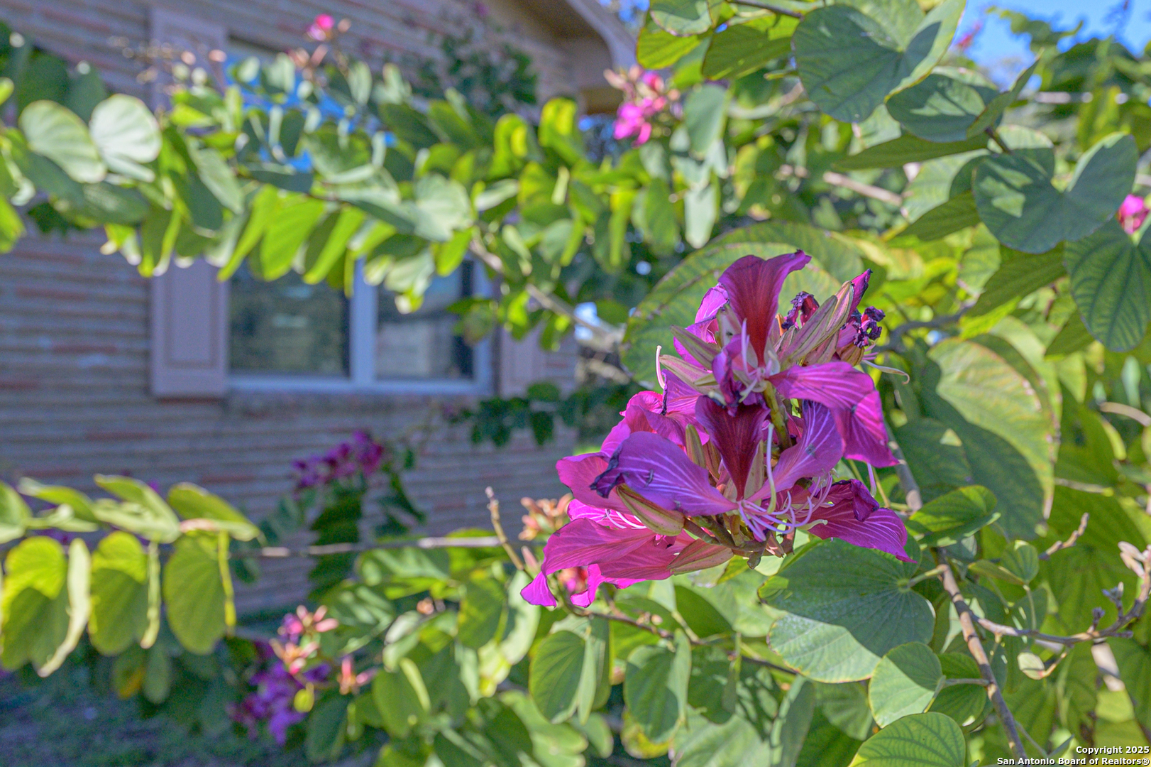 1173 Charco Road Beeville, TX 78102 - Photo 13 of 39 a view of a flower in a garden