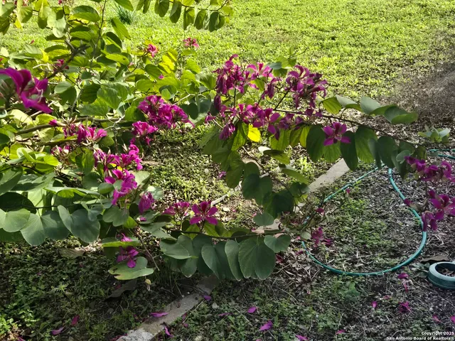 a view of a flower in a garden