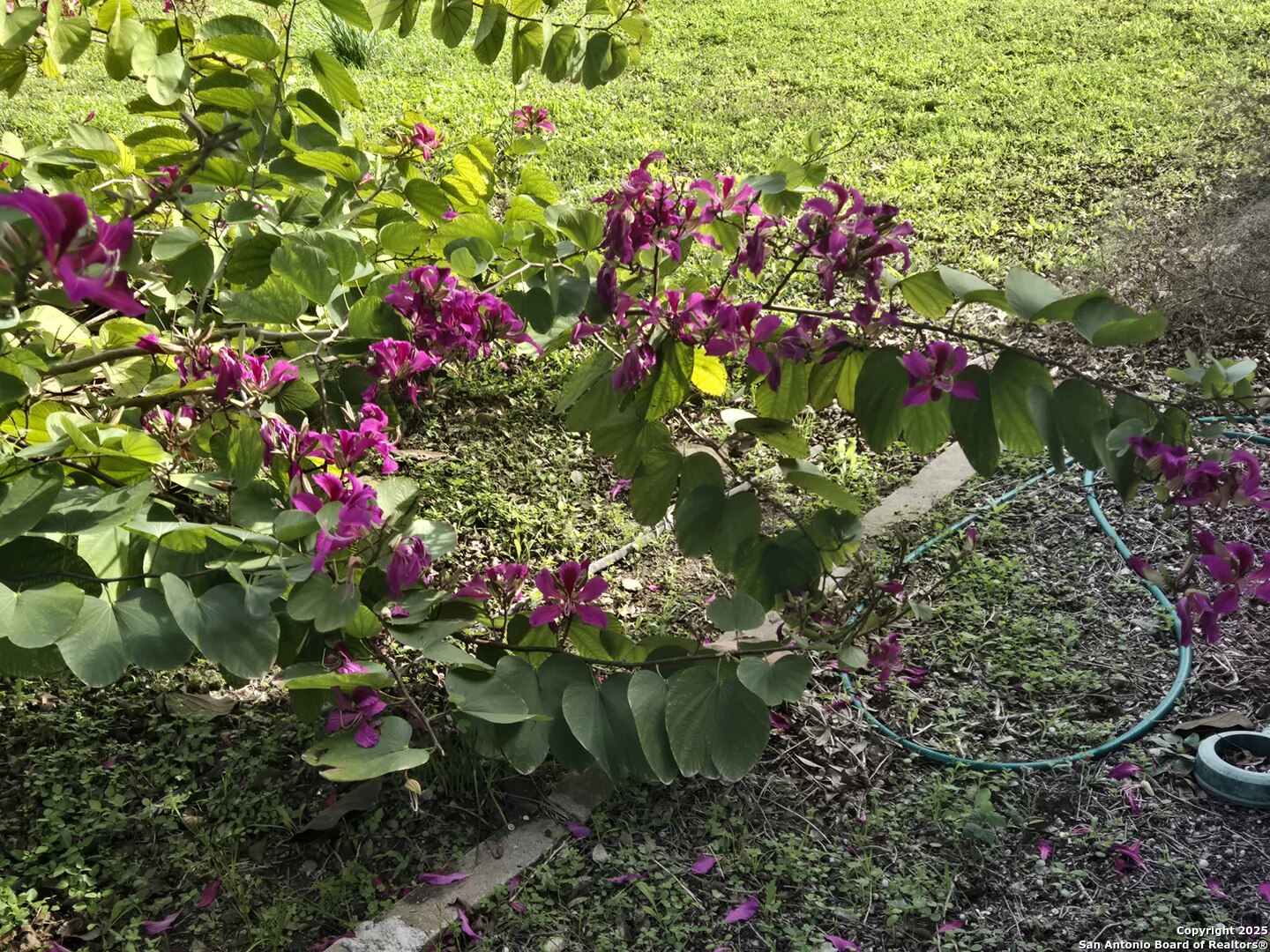 1173 Charco Road Beeville, TX 78102 - Photo 16 of 39 a small yard with lots of flowers