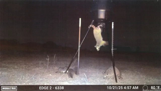 a backyard of a house with plants and large trees