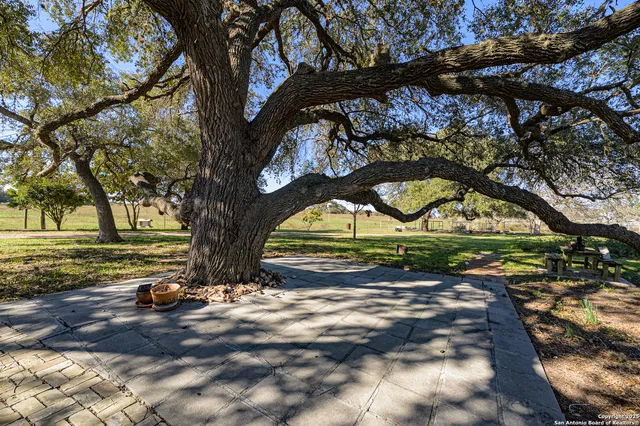 a view of yard with tree