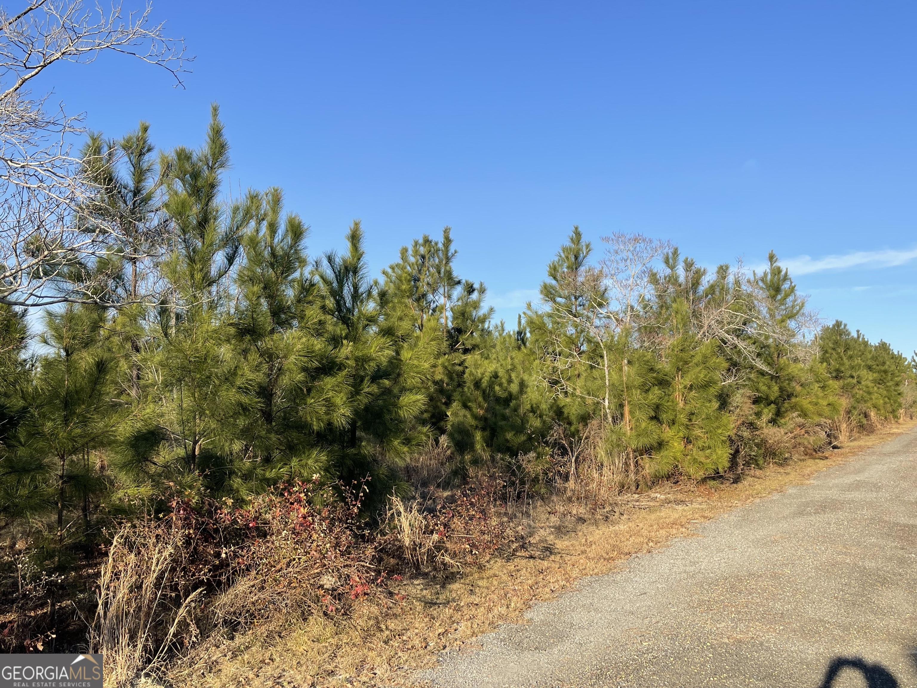 275 Marchants Dairy Road Rhine, GA 31077 - Photo 19 of 42 a view of a yard with a tree