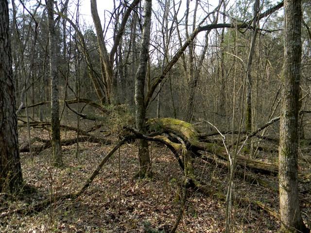 0 Elmore Road College Grove, TN 37046 - Photo 12 of 18 Gallery Image 12