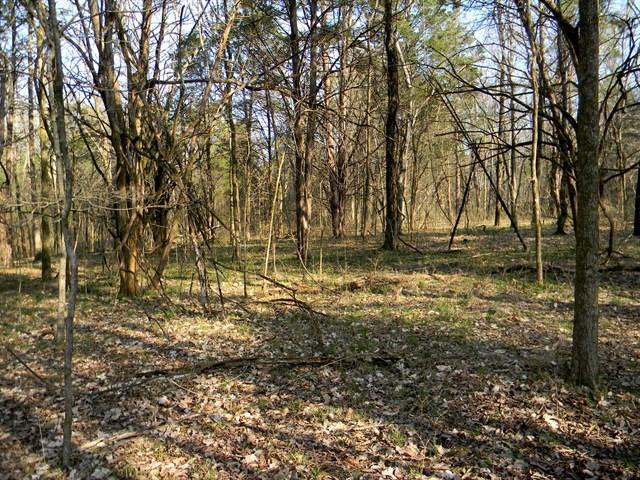 0 Elmore Road College Grove, TN 37046 - Photo 13 of 18 Gallery Image 13
