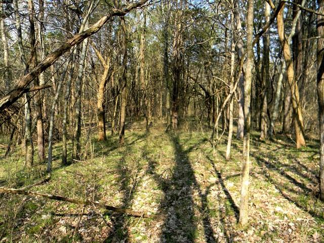0 Elmore Road College Grove, TN 37046 - Photo 14 of 18 Gallery Image 14