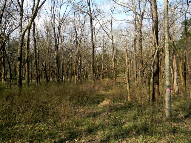 0 Elmore Road College Grove, TN 37046 - Photo 15 of 18 Gallery Image 15