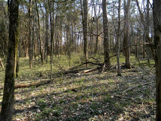0 Elmore Road College Grove, TN 37046 - Photo 16 of 18 Gallery Image 16