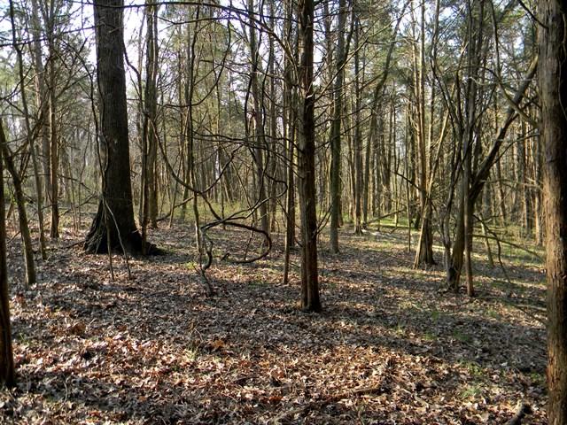 0 Elmore Road College Grove, TN 37046 - Photo 3 of 18 Gallery Image 3