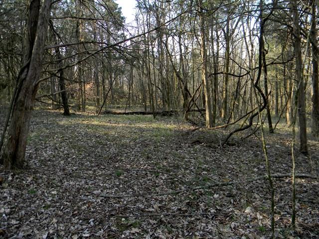0 Elmore Road College Grove, TN 37046 - Photo 6 of 18 Gallery Image 6