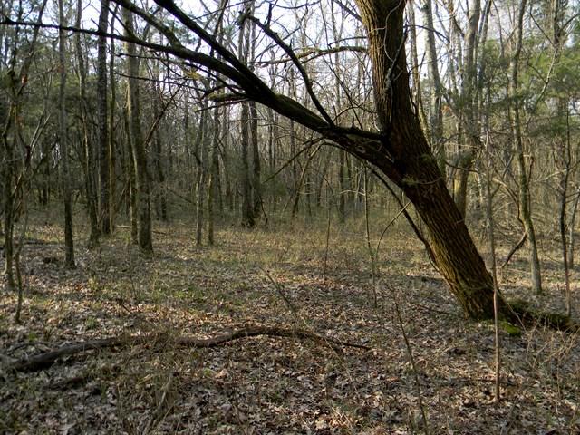 0 Elmore Road College Grove, TN 37046 - Photo 8 of 18 Gallery Image 8