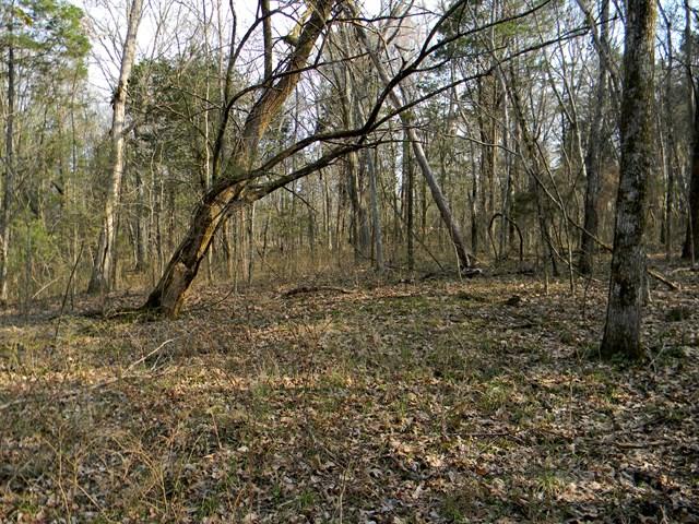 0 Elmore Road College Grove, TN 37046 - Photo 9 of 18 Gallery Image 9